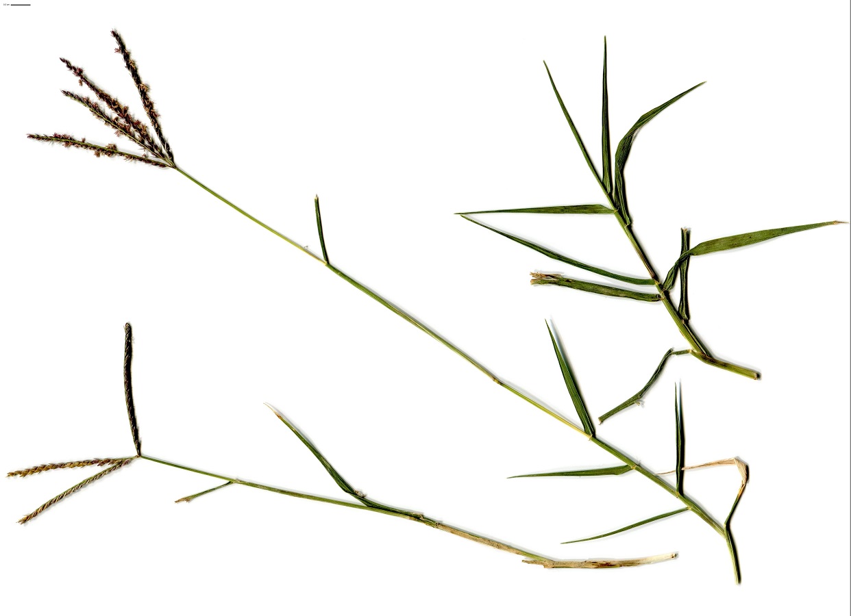 Cynodon dactylon (Poaceae)